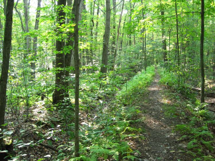 Bob's Woods, St. Bonaventure University, trail